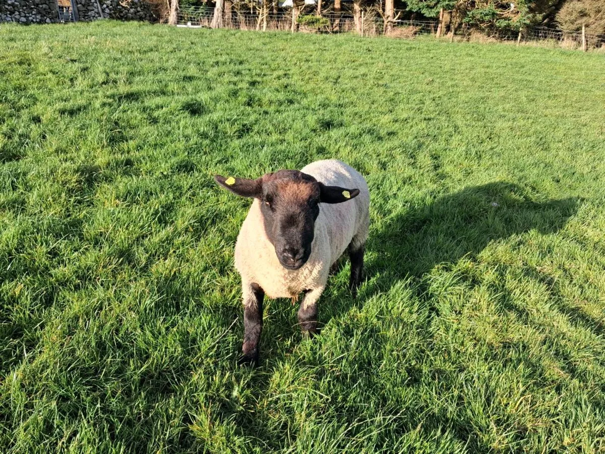 Suffolk Ram - Image 3