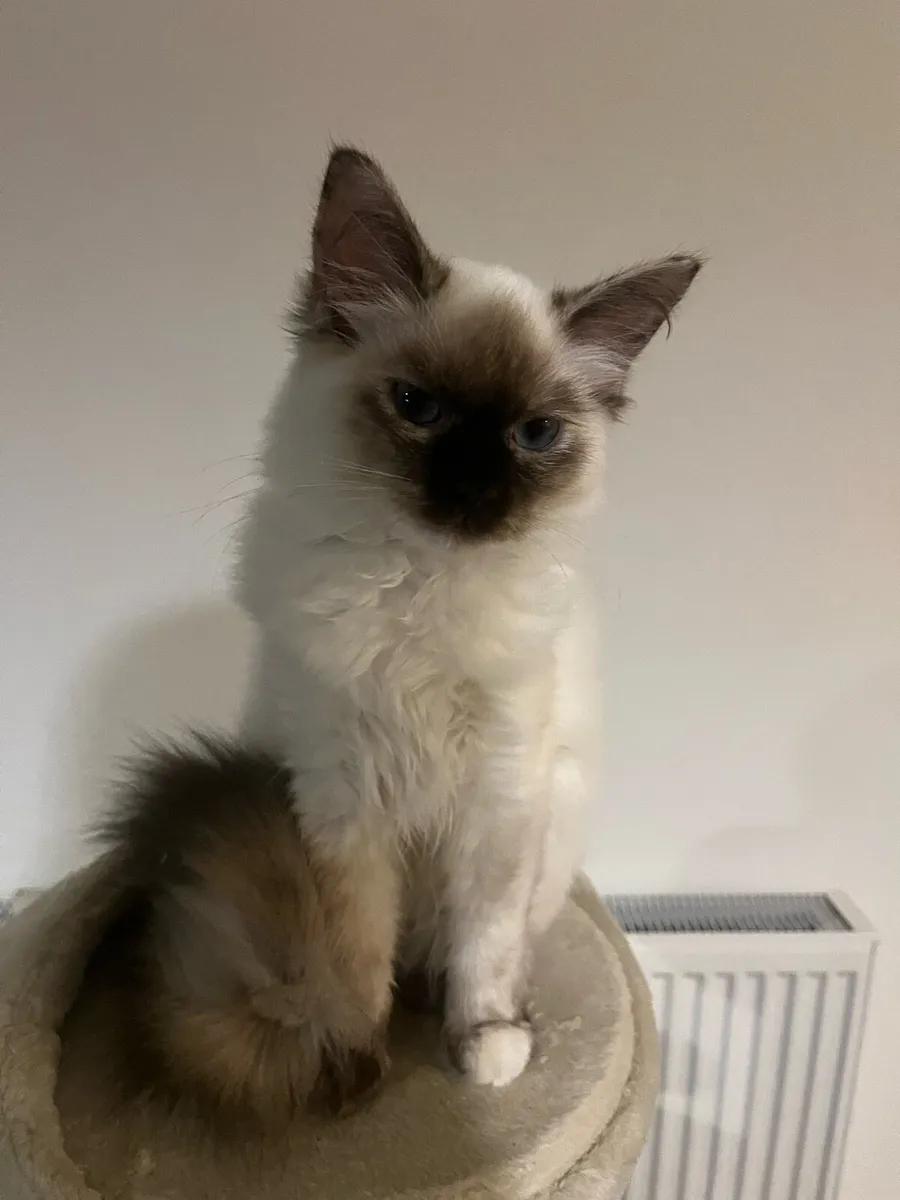 Ragdoll kittens - Image 1