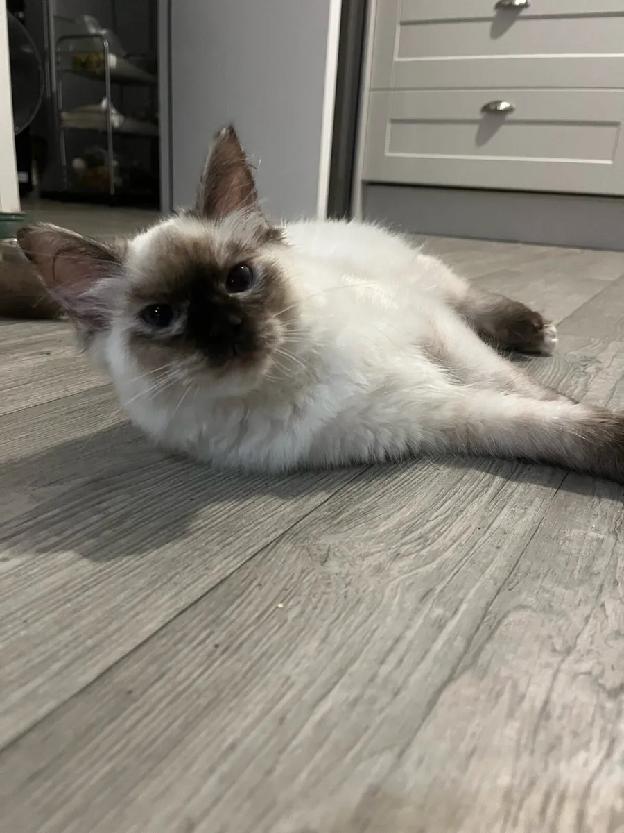 Ragdoll kittens - Image 2
