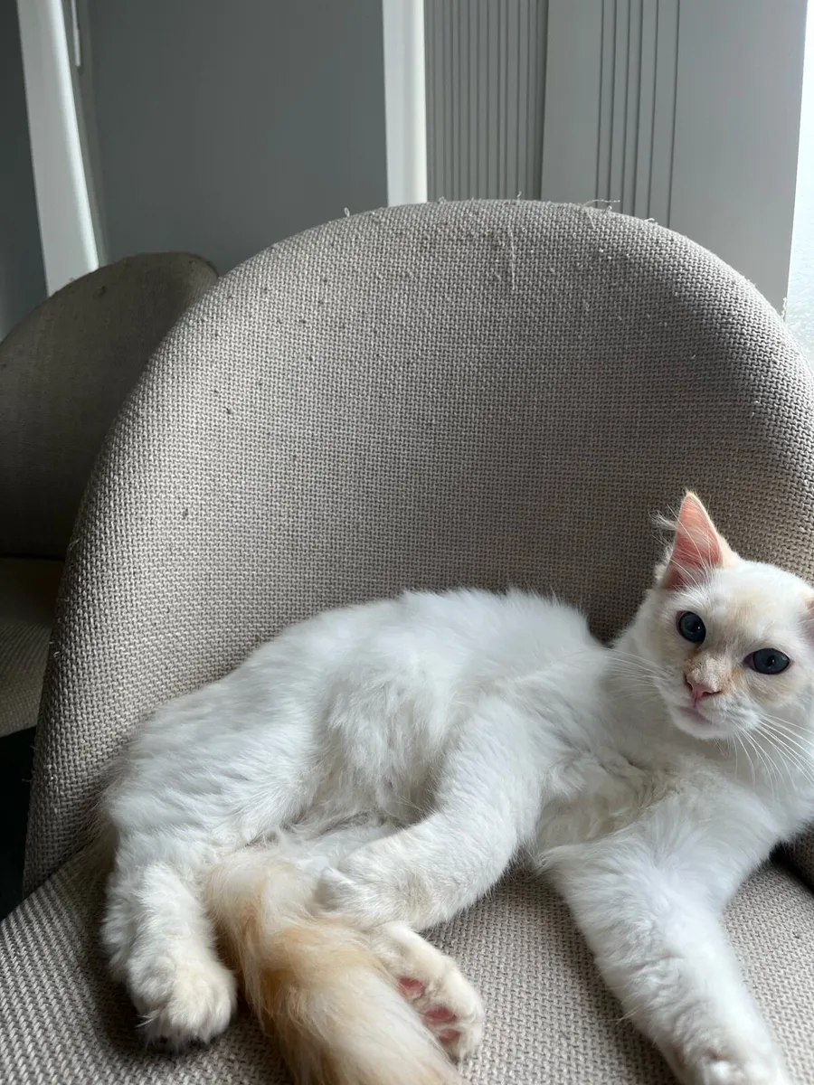 Ragdoll kittens - Image 4