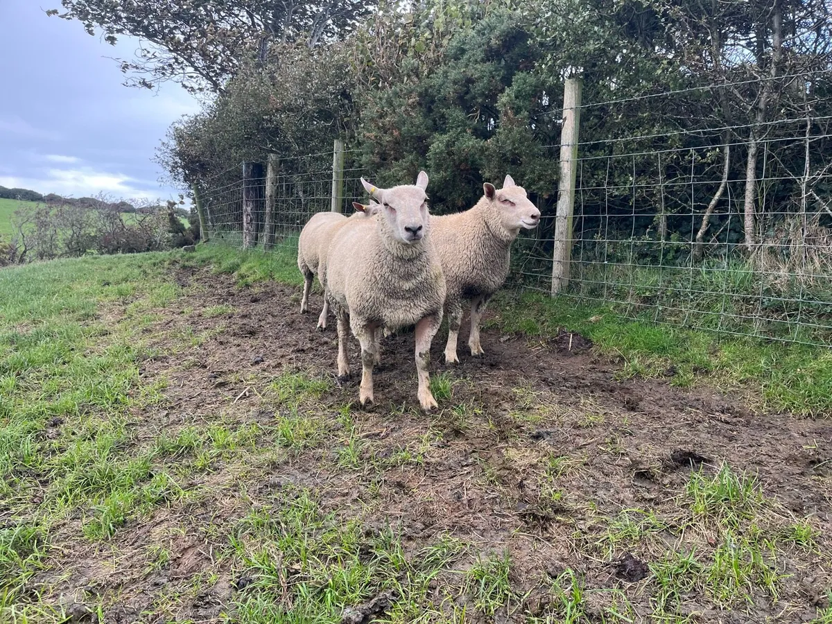 Charollais ram lambs - Image 3