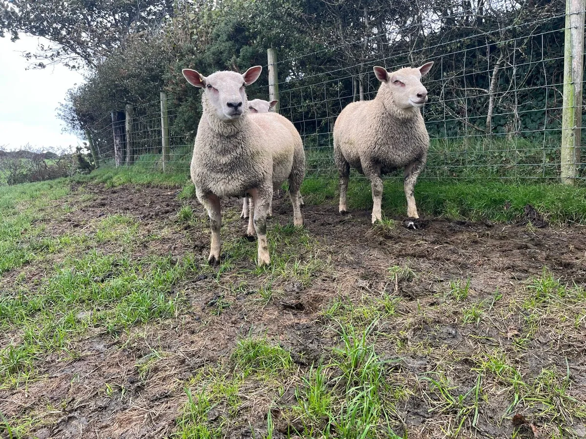 Charollais ram lambs - Image 1