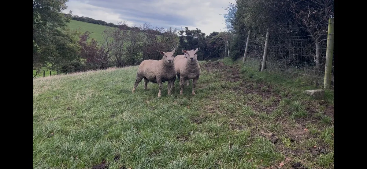 Charollais ram lambs - Image 2