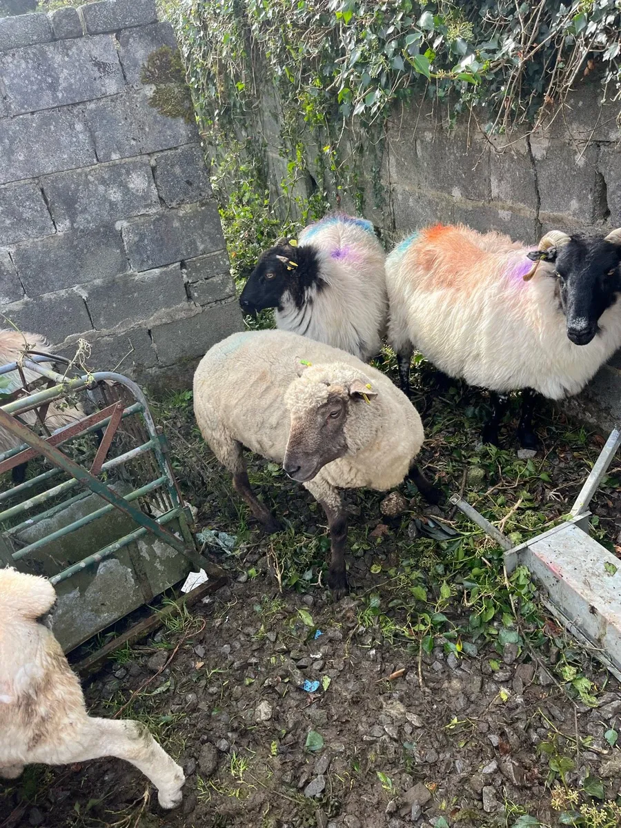 Vendeen hogget ram - Image 2