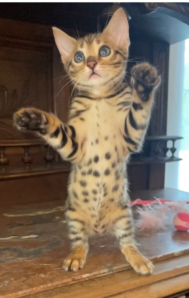 Bengal kittens - Image 3
