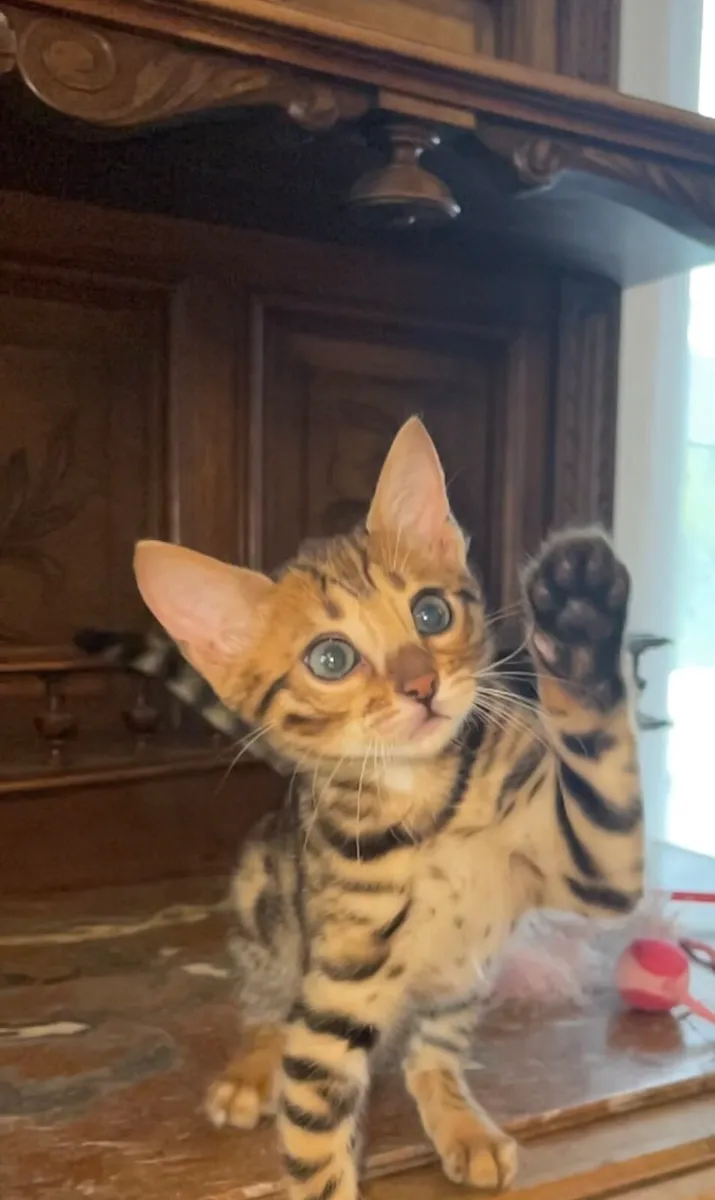 Bengal kittens - Image 4