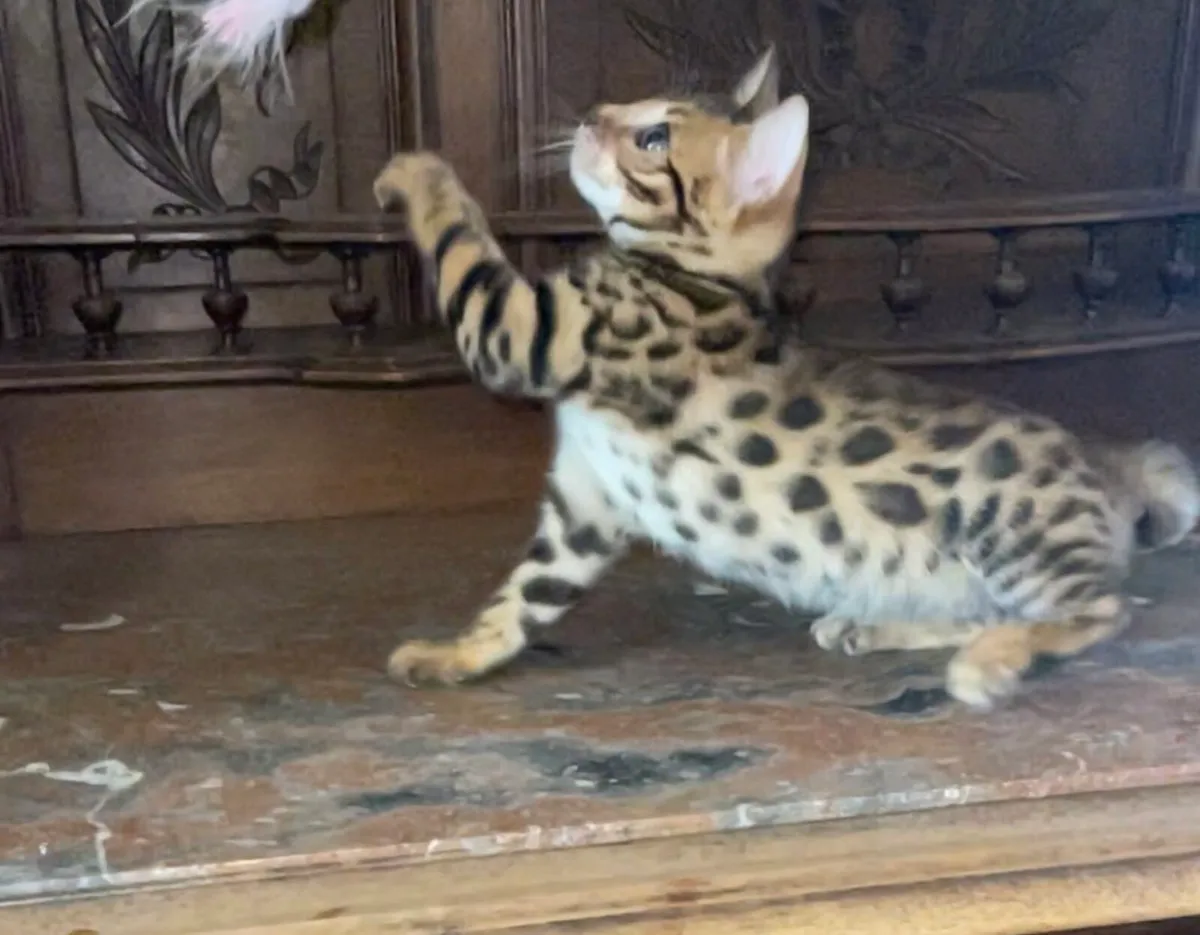 Bengal kittens - Image 1