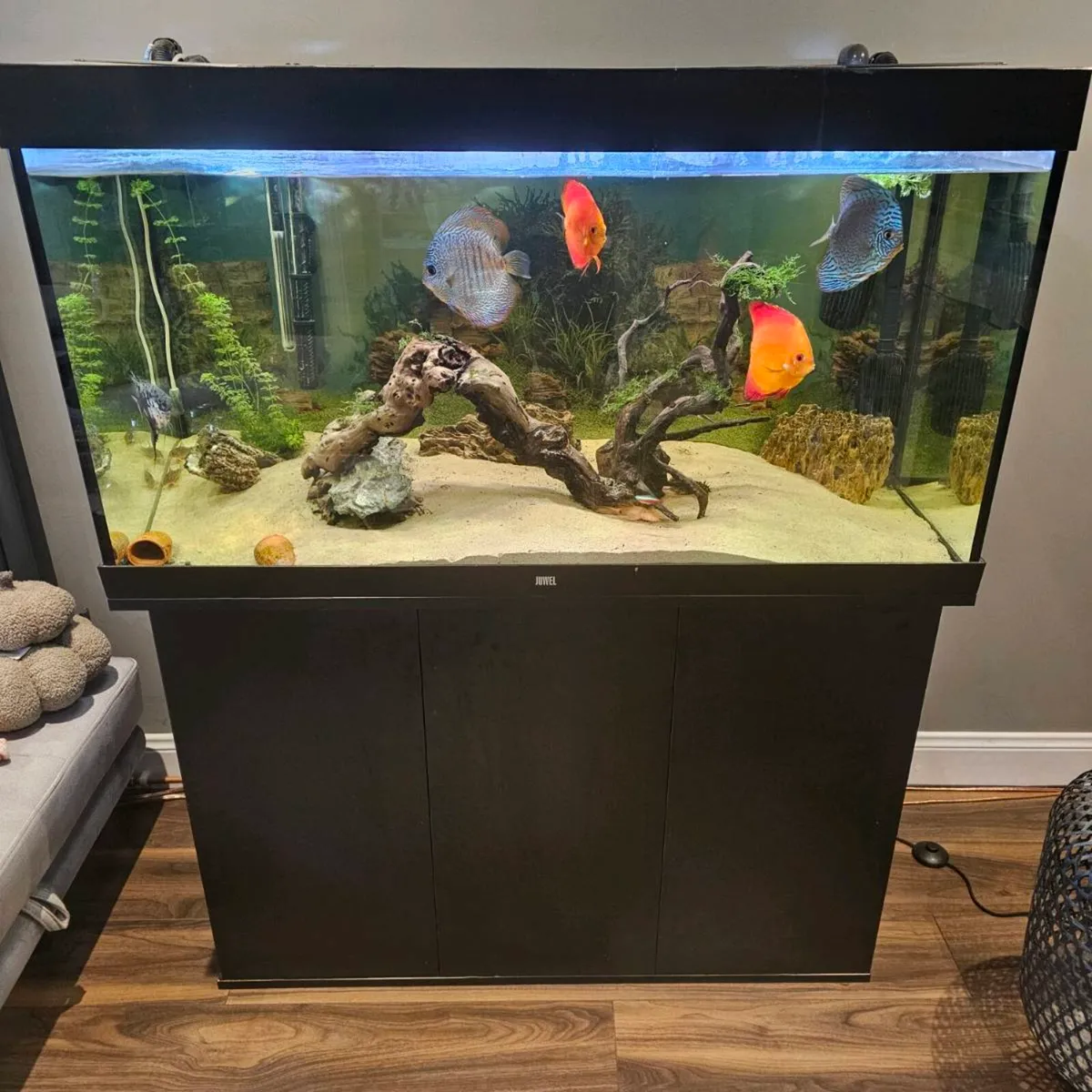 Complete 350L Aquarium Setup – Juwel Tank, Discus, - Image 1