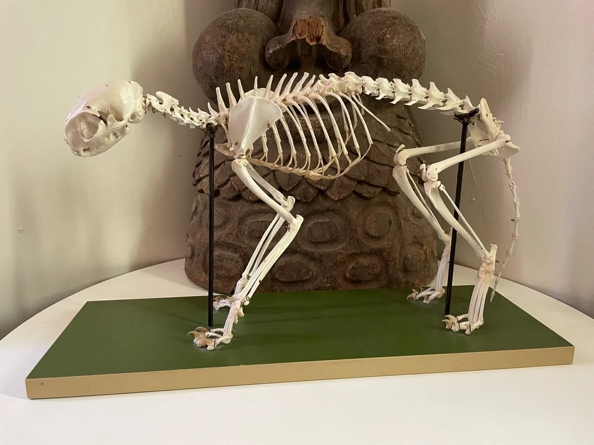 Vintage Felis Catus Skeleton - Image 1