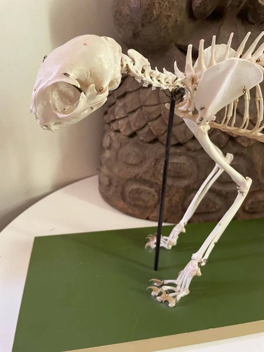 Vintage Felis Catus Skeleton - Image 2