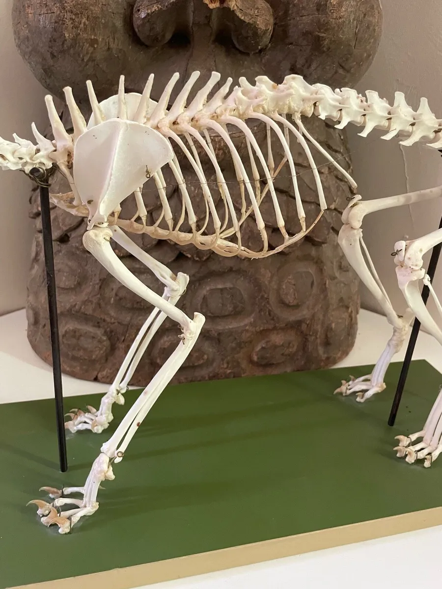 Vintage Felis Catus Skeleton - Image 3