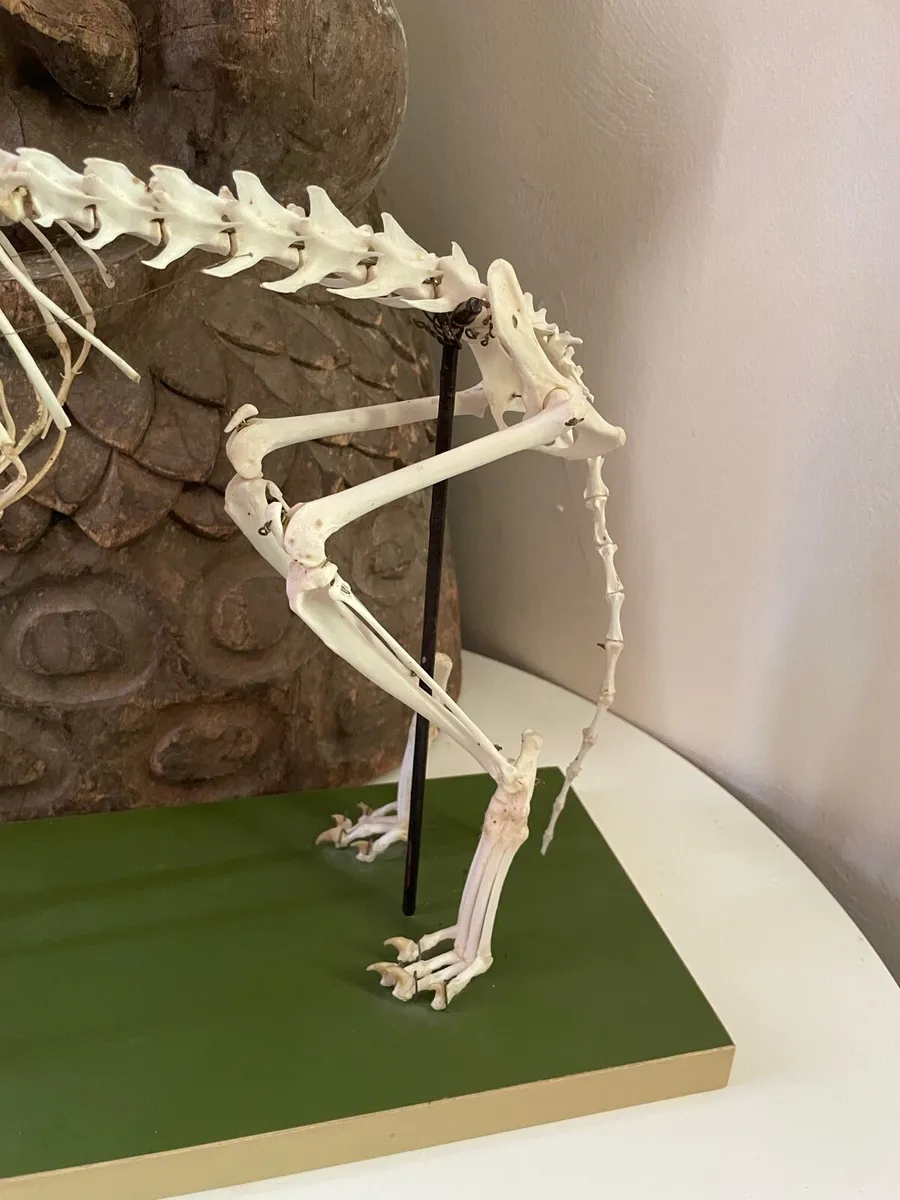 Vintage Felis Catus Skeleton - Image 4