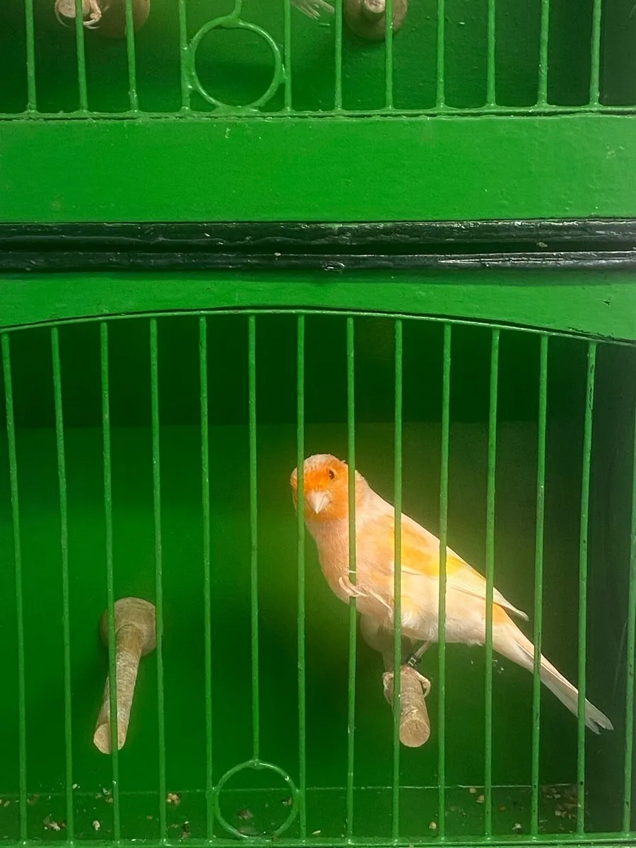 Canaries - Image 4