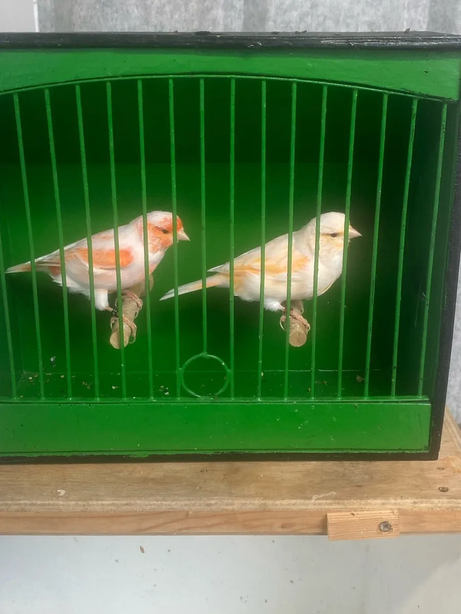Canaries - Image 1