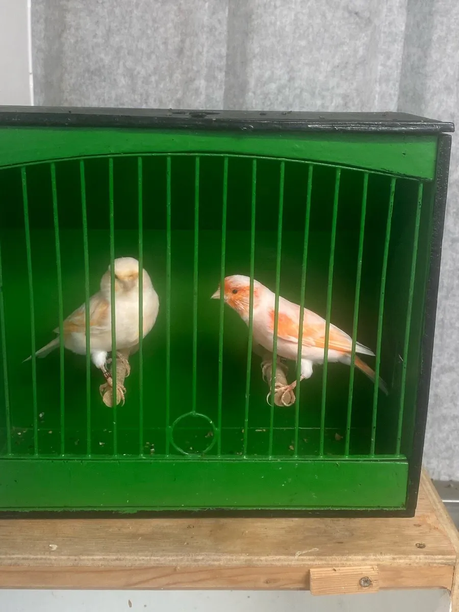 Canaries - Image 2