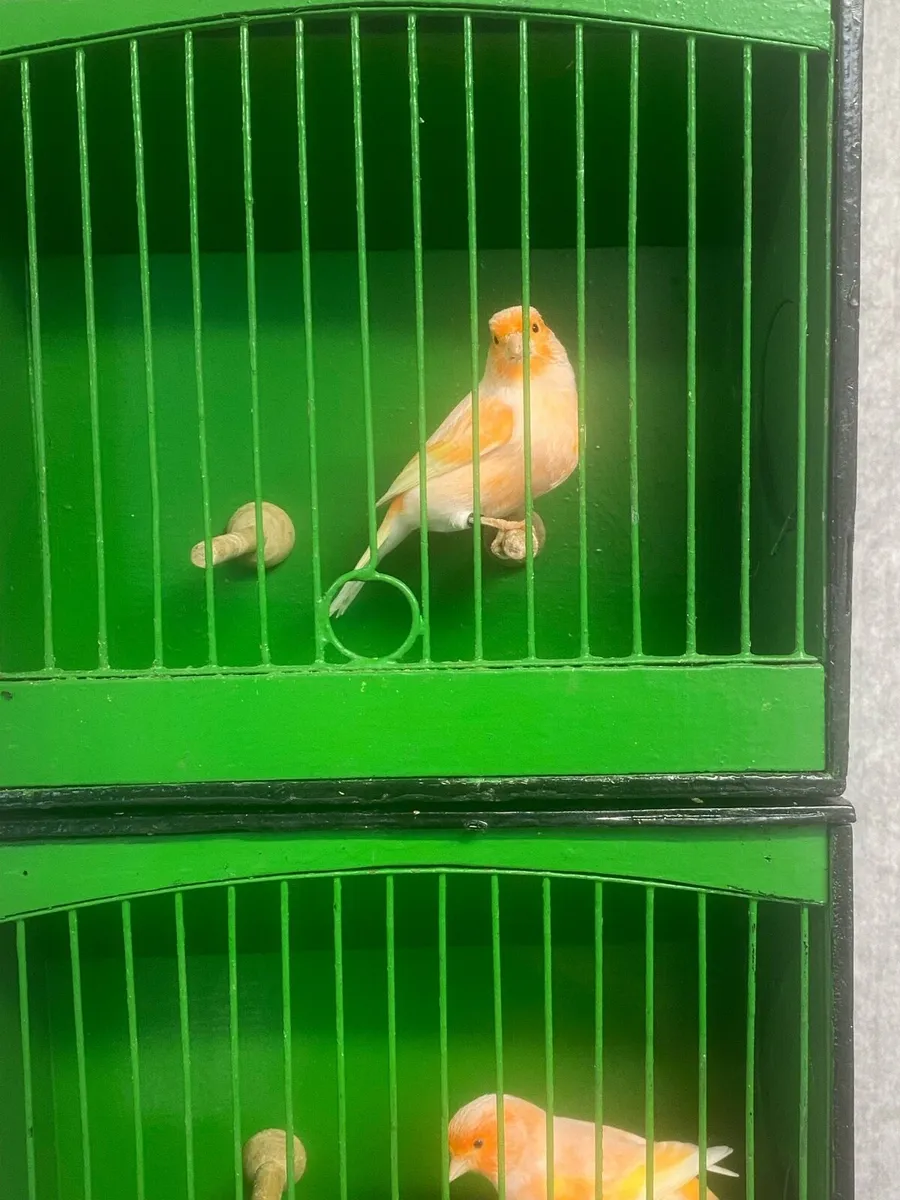 Canaries - Image 3
