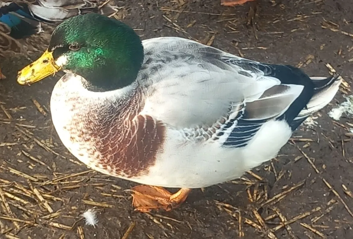Silver bantam drakes - Image 3