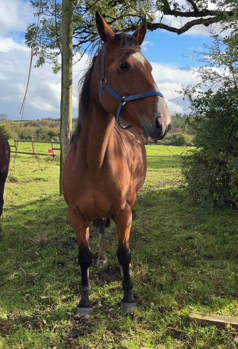 Irish sport mare in foal - Image 1