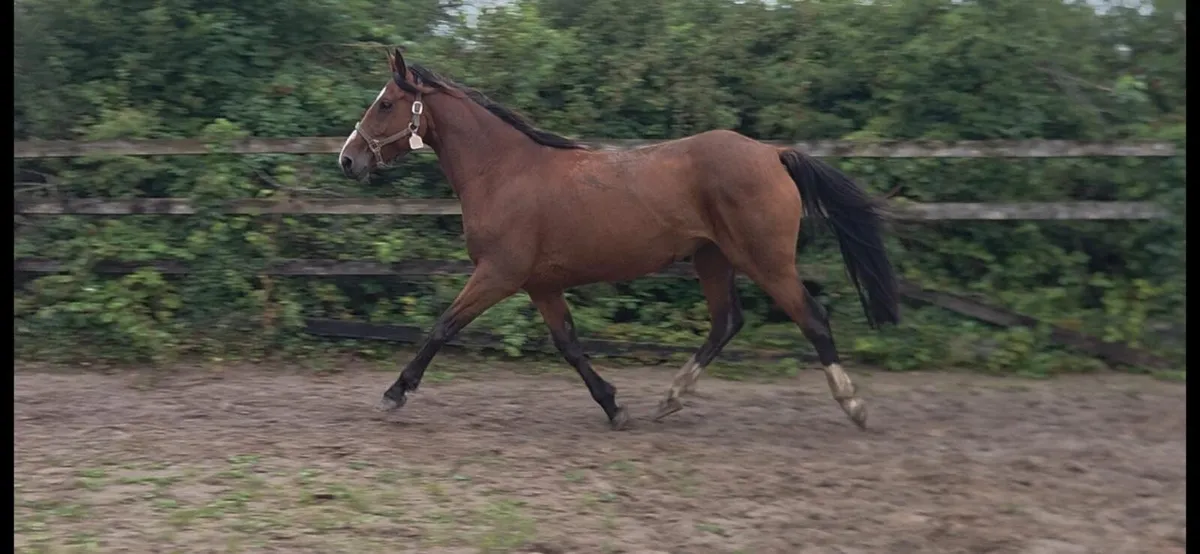 Irish sport mare in foal - Image 2