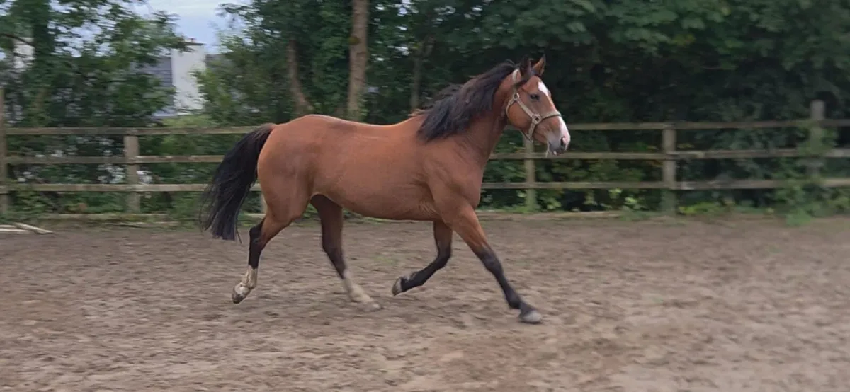 Irish sport mare in foal - Image 3