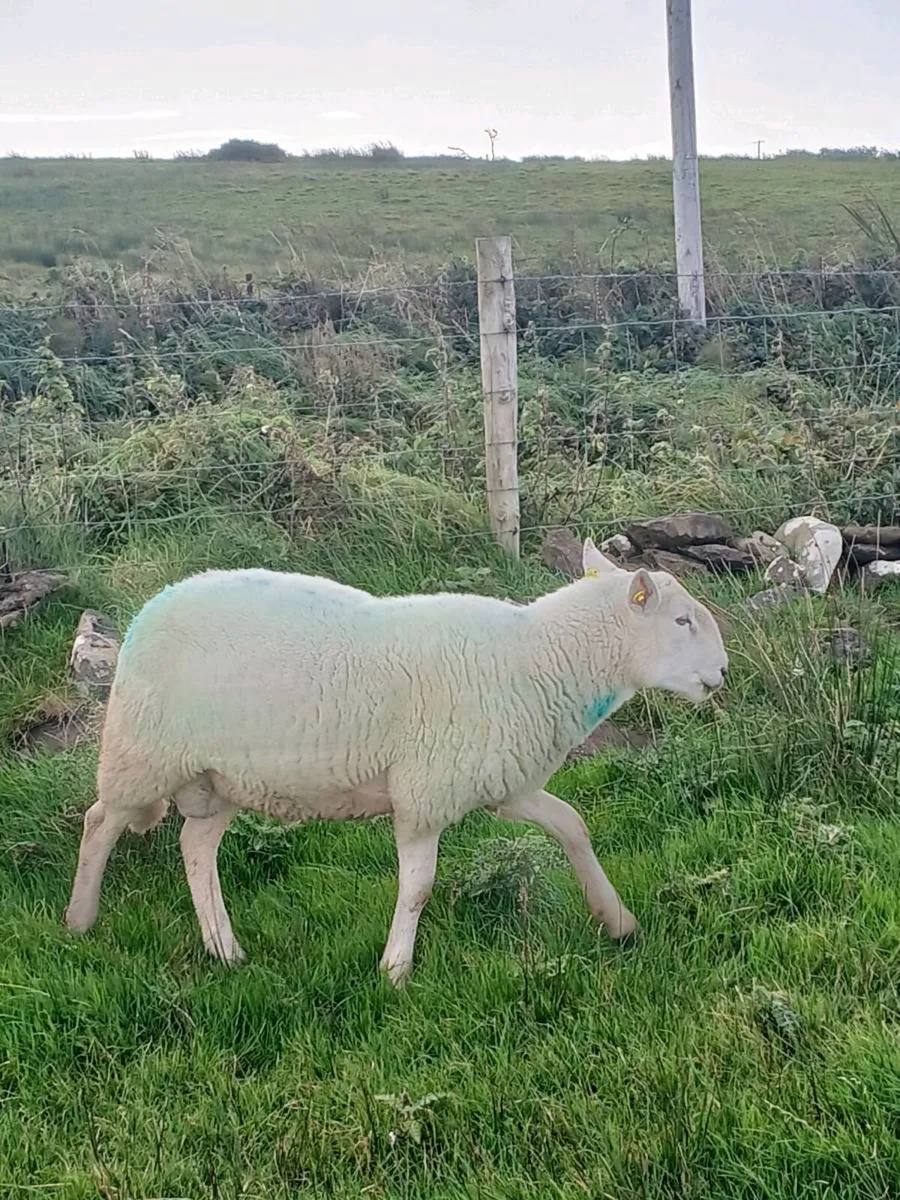 Hogget rams - Image 1