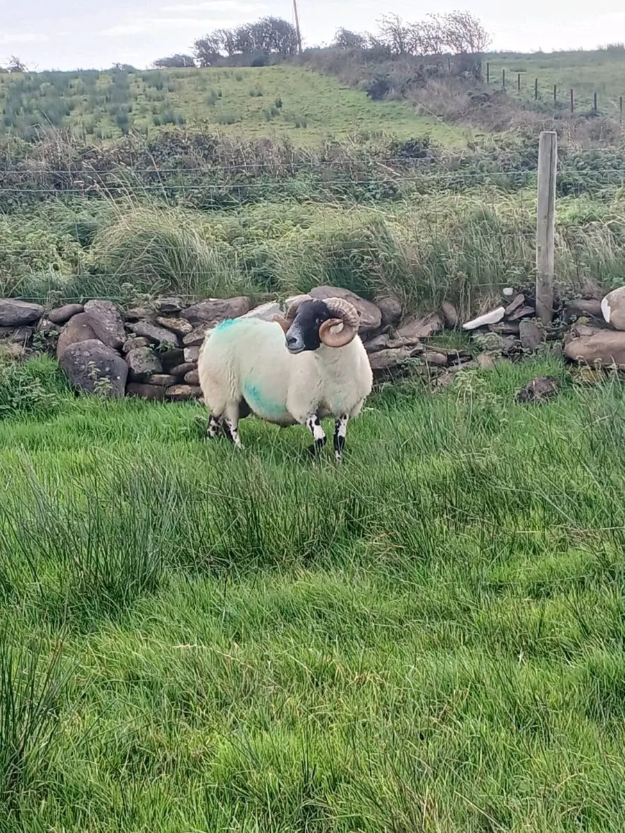Hogget rams - Image 2