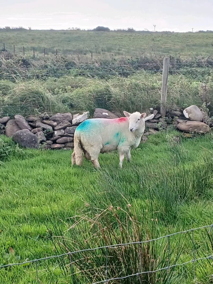 Hogget rams - Image 3