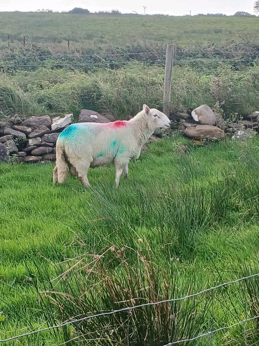 Hogget rams - Image 4