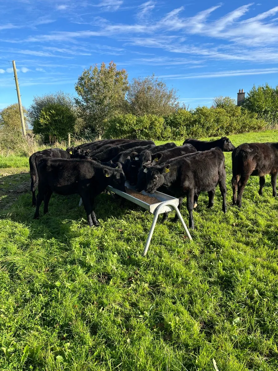 Weanlings - Image 1