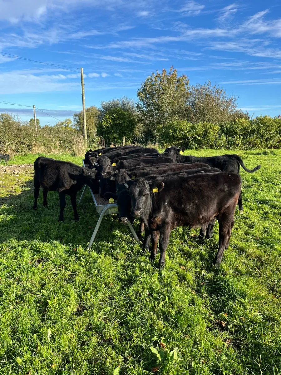Weanlings - Image 2