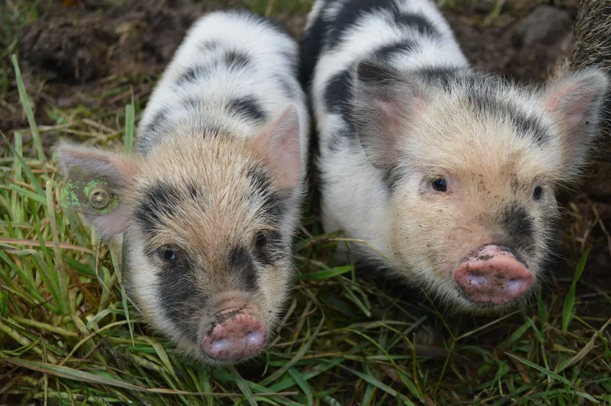 Kunekune piglets, full symbol Organic - Image 1