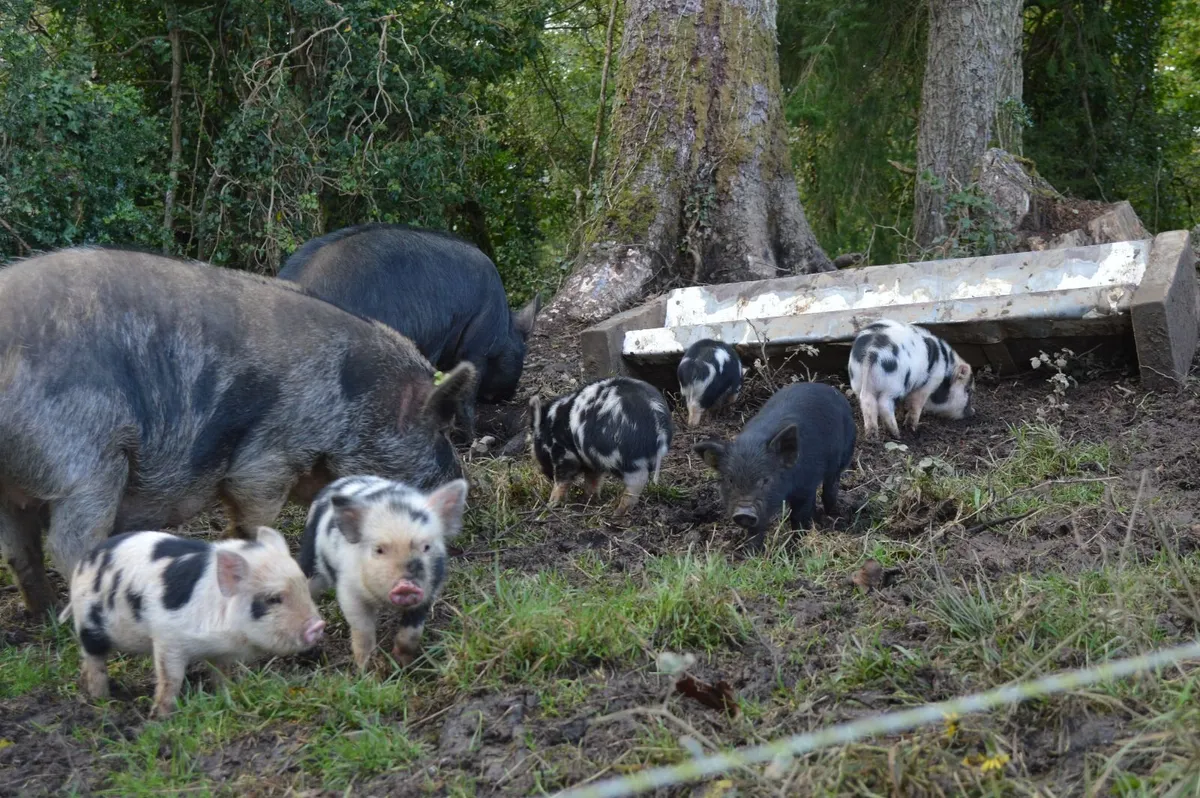 Kunekune piglets, full symbol Organic - Image 2