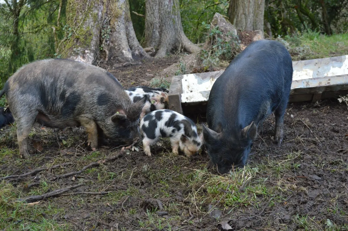 Kunekune piglets, full symbol Organic - Image 3