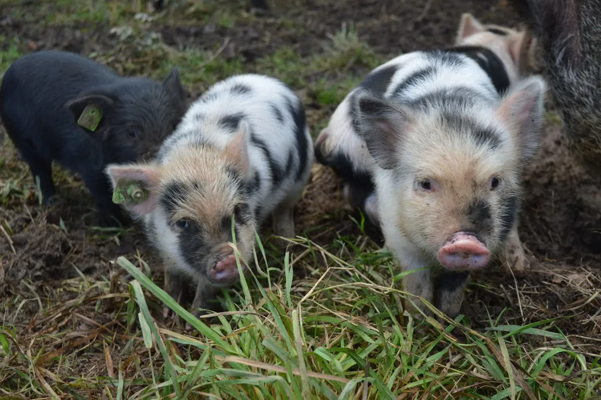 Kunekune piglets, full symbol Organic - Image 4