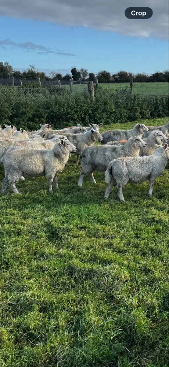 Store lambs - Image 2