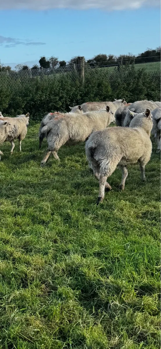 Store lambs - Image 4
