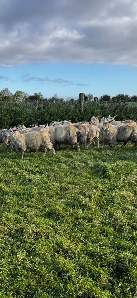 Store lambs - Image 1