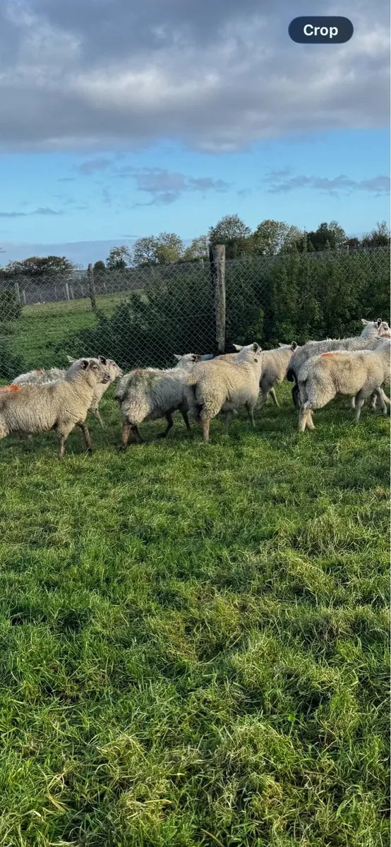 Store lambs - Image 3