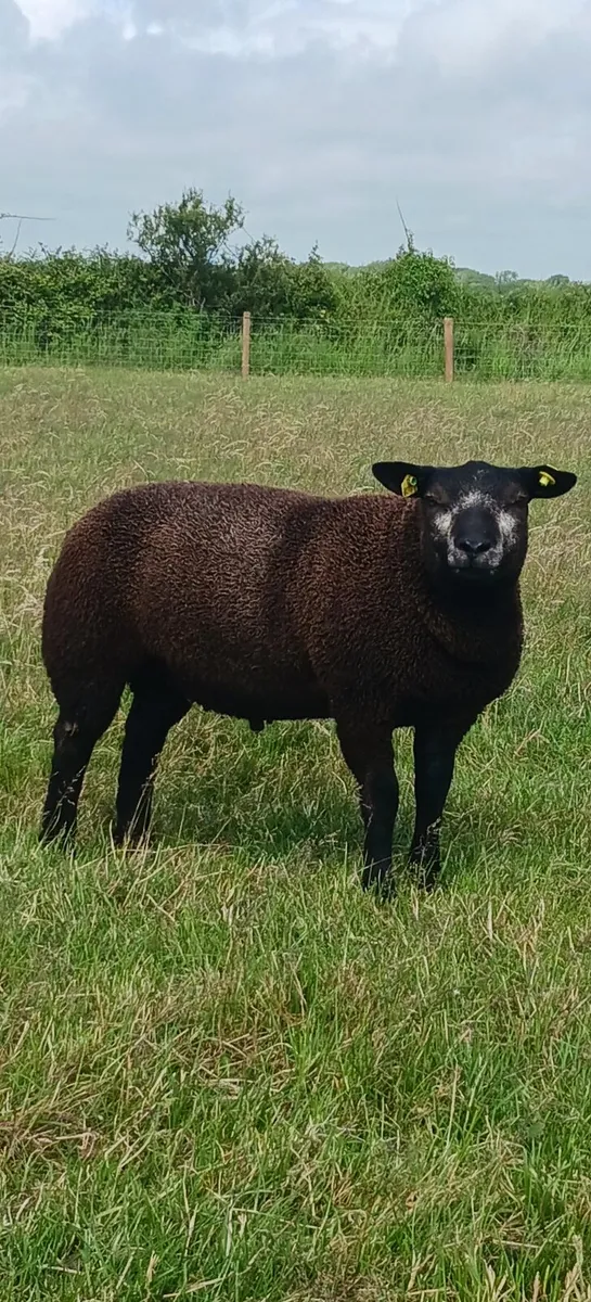 Blue Texel Rams - Image 1
