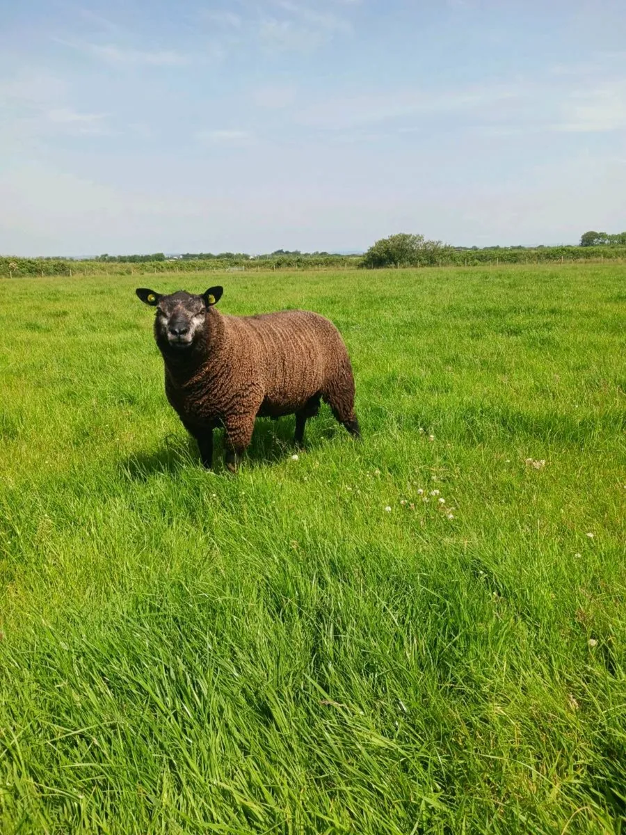 Blue Texel Rams - Image 2
