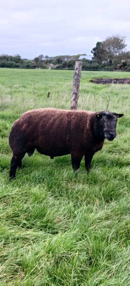Blue Texel Rams - Image 3