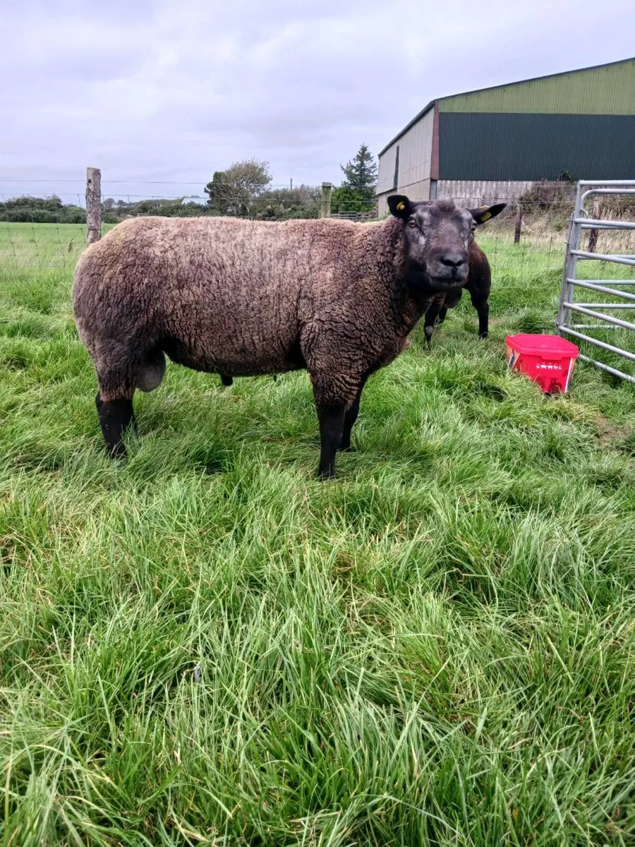 Blue Texel Rams - Image 4