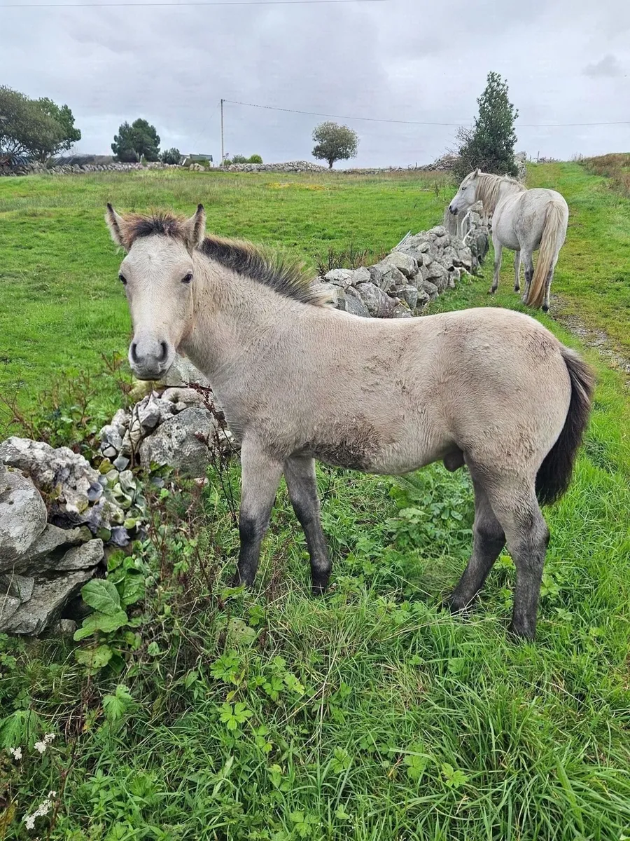 Connemara Colt Foal - Image 1
