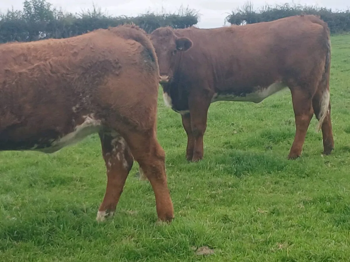 2 smashing Roan   Heifer's for sale. - Image 1