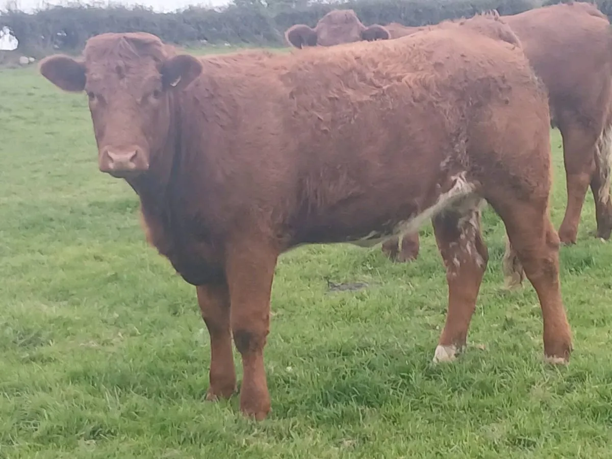 2 smashing Roan   Heifer's for sale. - Image 3