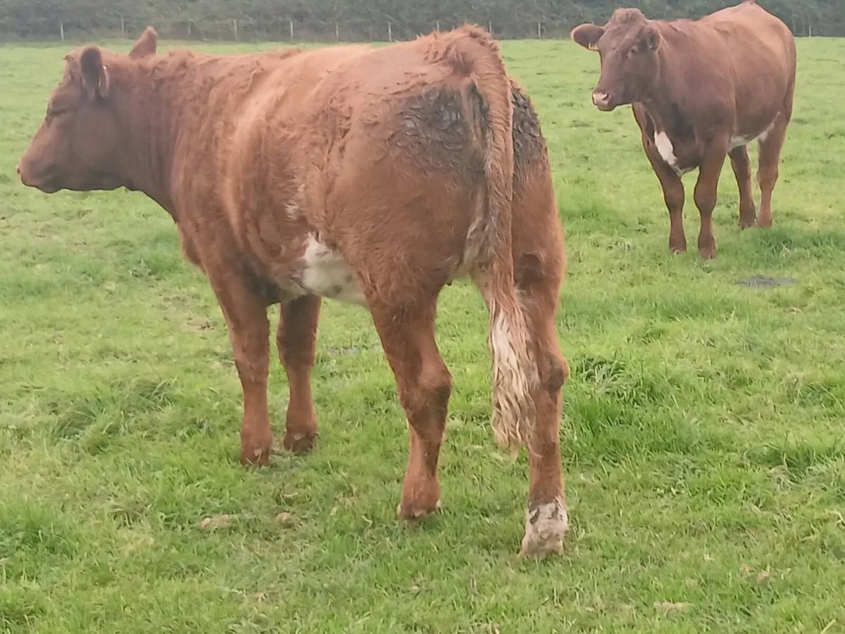 2 smashing Roan   Heifer's for sale. - Image 4