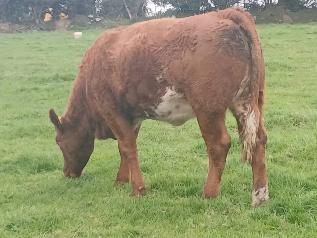 2 smashing Roan   Heifer's for sale. - Image 2
