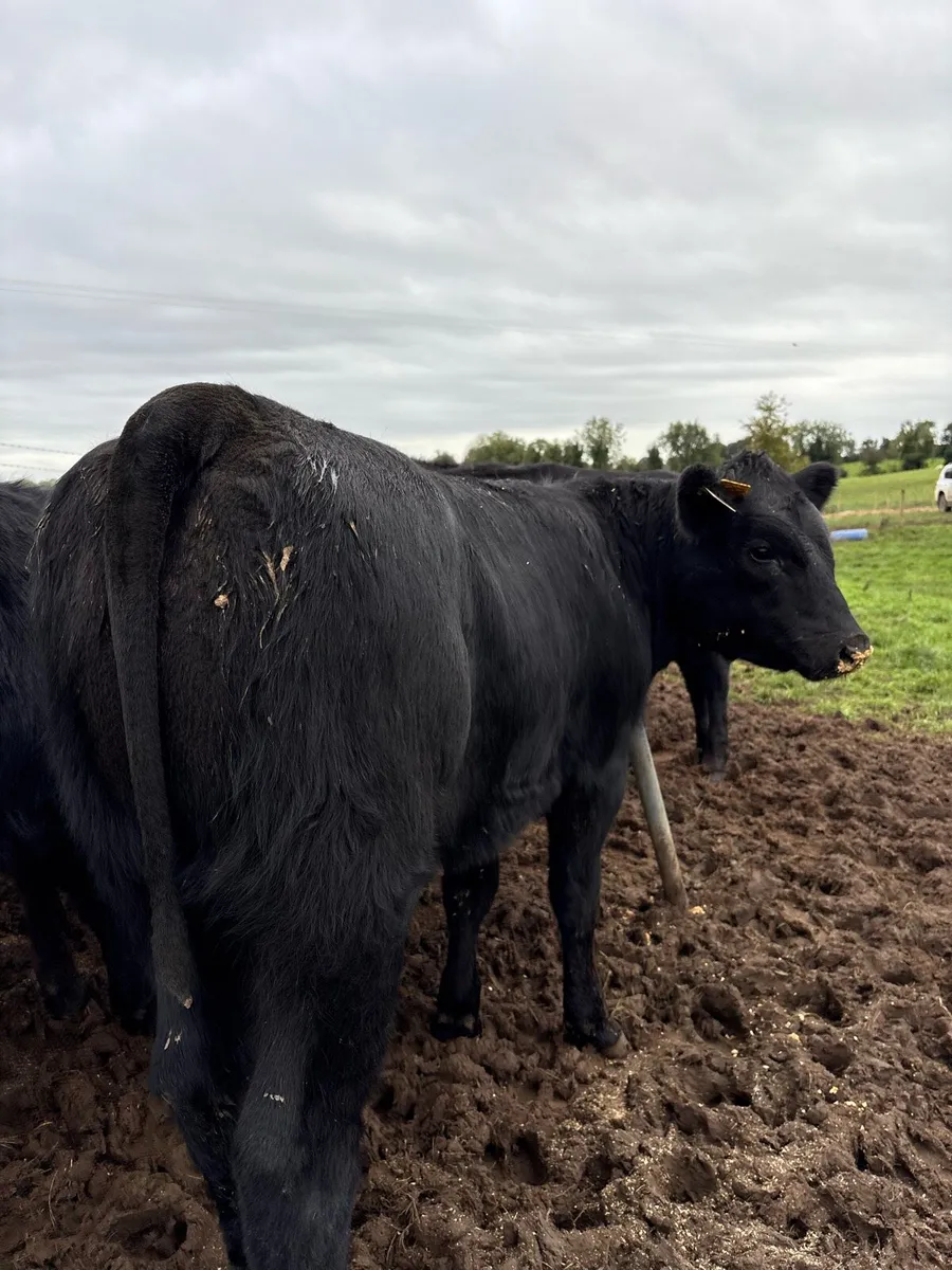 12 top quality 260kg Angus heifer Weanlings 🔥🔥 - Image 2