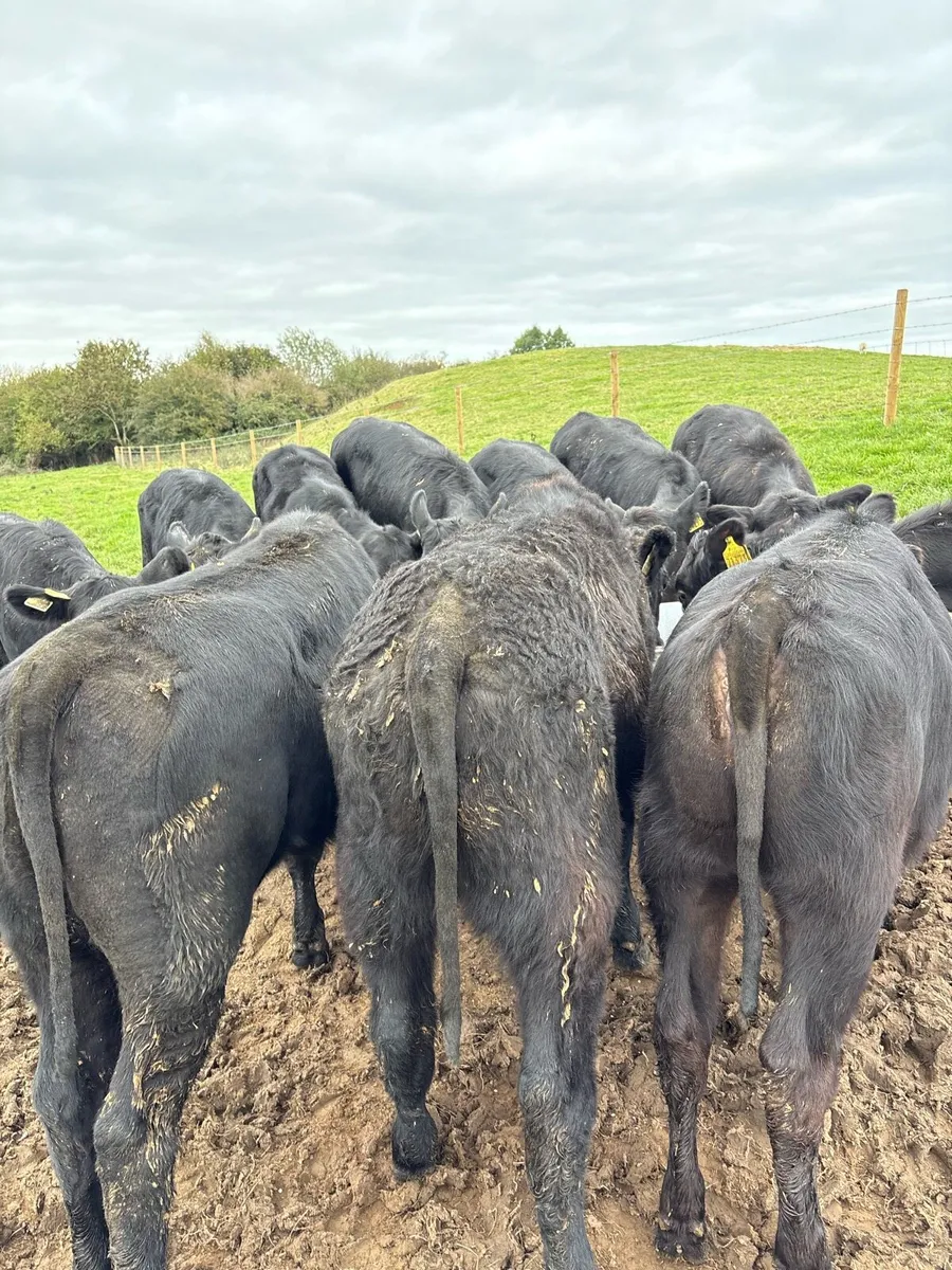12 top quality 260kg Angus heifer Weanlings 🔥🔥 - Image 3