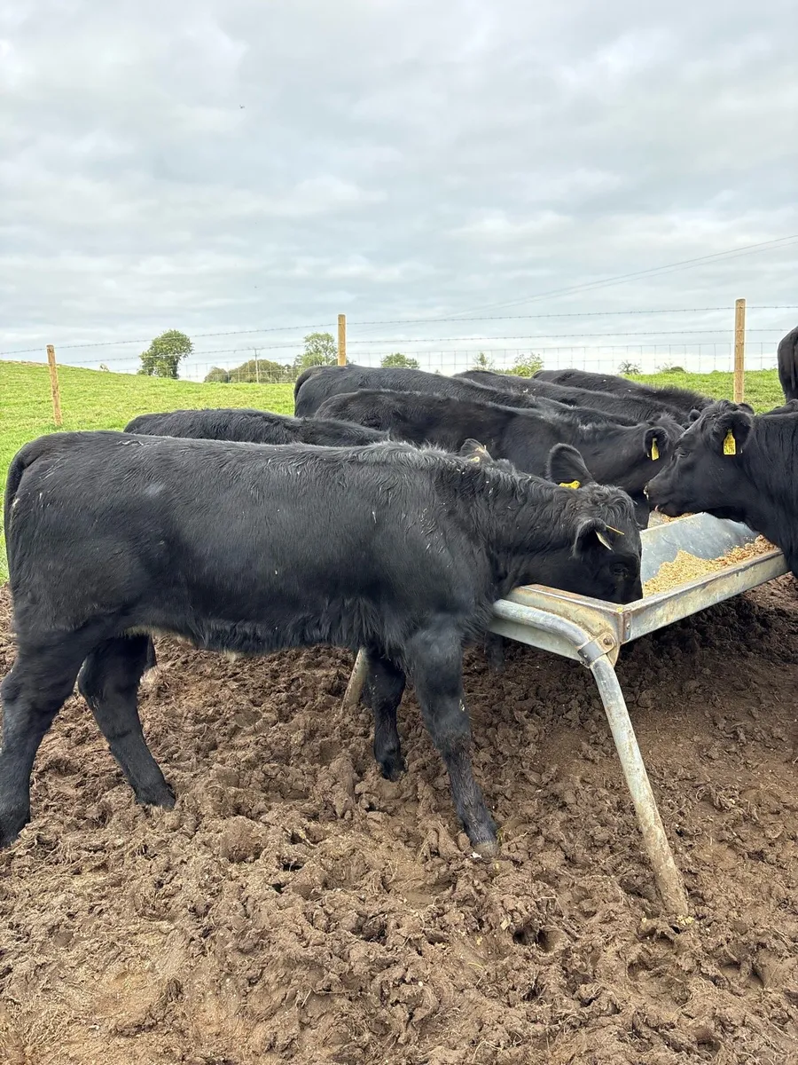 12 top quality 260kg Angus heifer Weanlings 🔥🔥 - Image 1